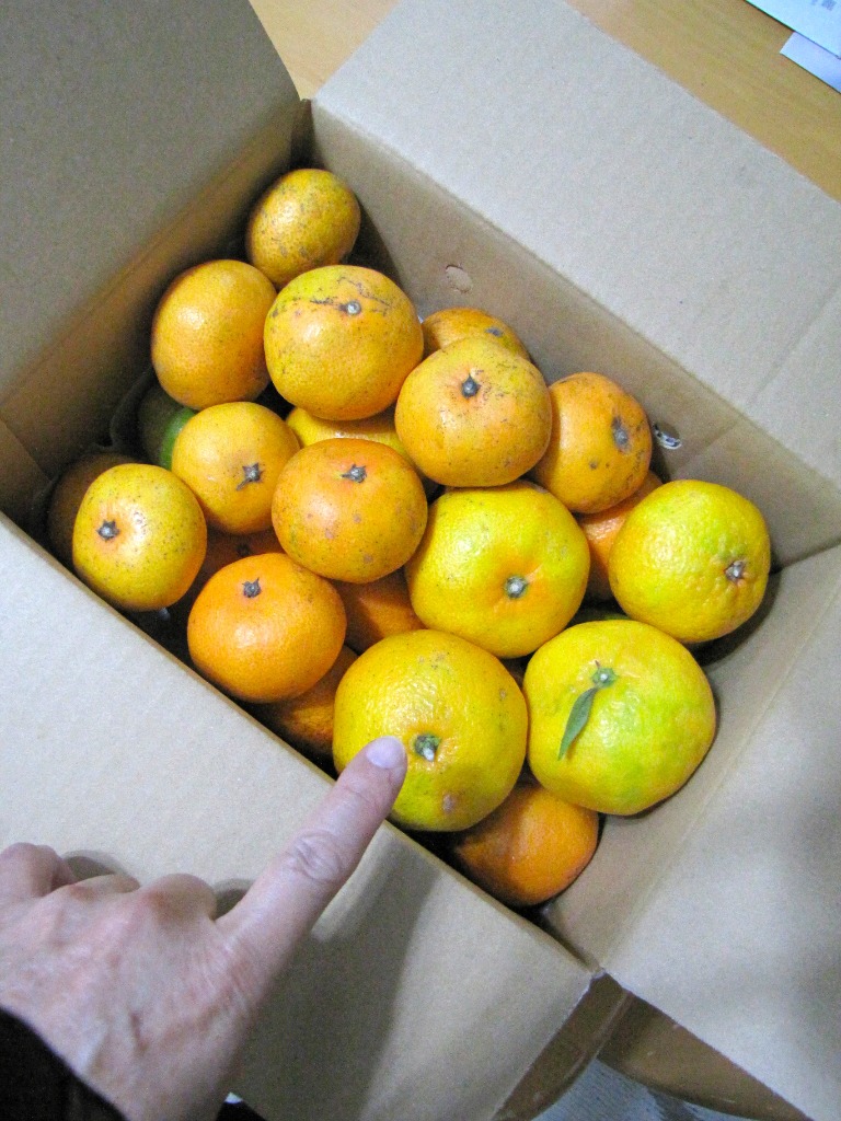 現在出荷中！特に訳ありみかん3kg(+約0.2kg多め)【送料無料