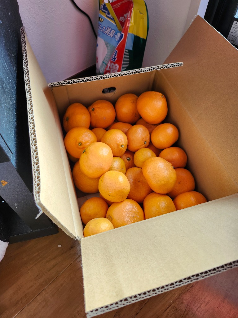 現在出荷中！特に訳ありみかん5kg(+約0.5kg)【送料無料】不揃い