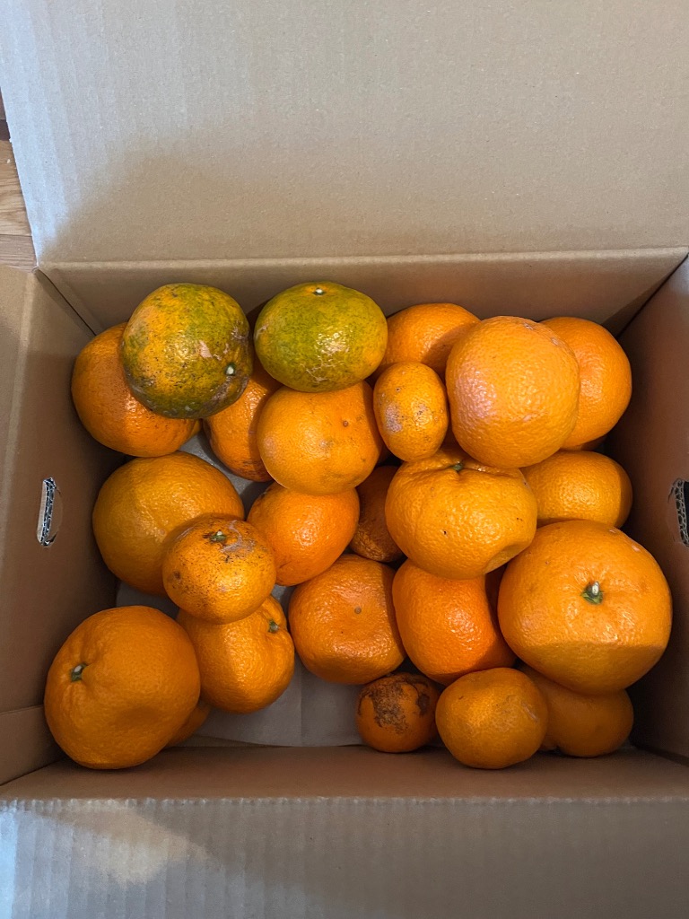 現在出荷中！特に訳ありみかん5kg(+約0.5kg)【送料無料】不揃い