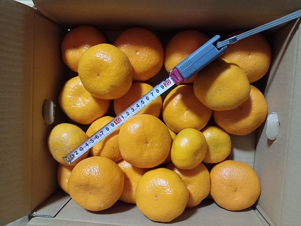 現在出荷中！特に訳ありみかん5kg(+約0.5kg)【送料無料】不揃い