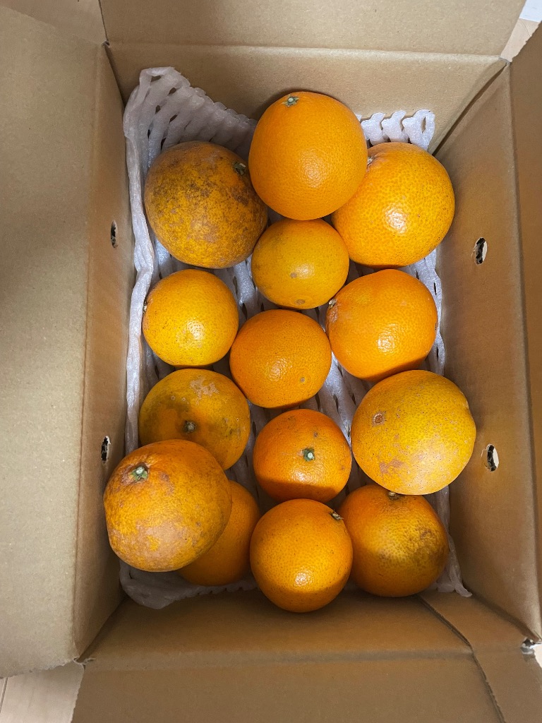媛まどんな＆愛媛みかんセット約4kg(各2kg)家庭用 | のま果樹園