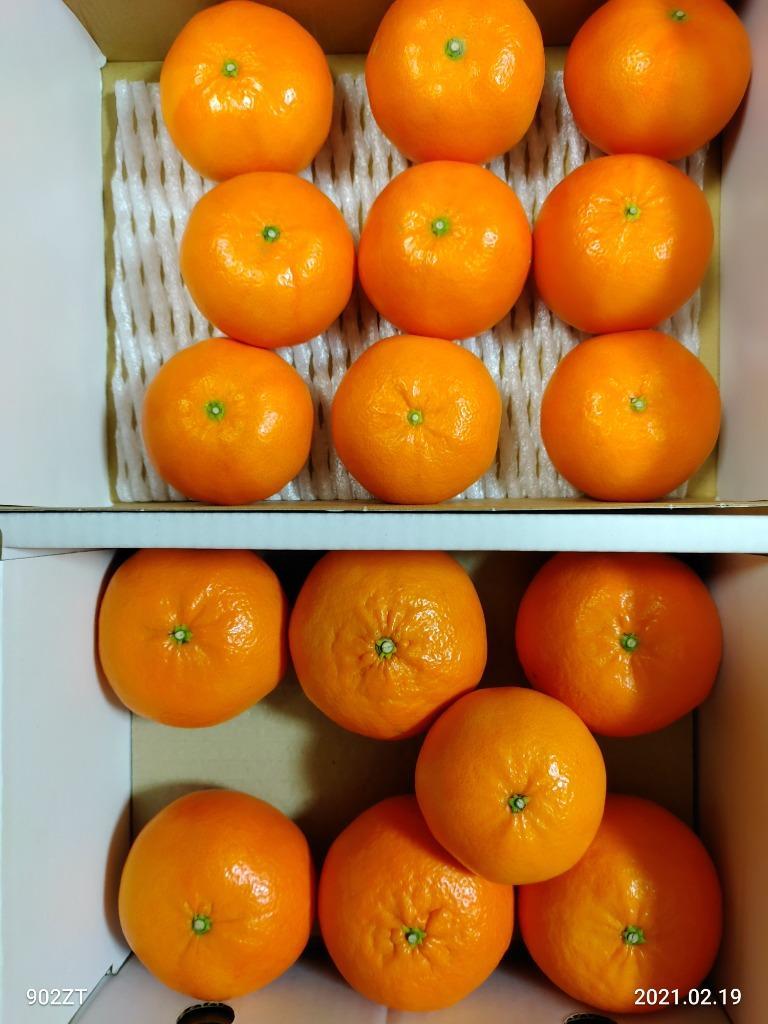 姫　佐賀県唐津産　ハウス麗紅みかんせとか約10キロ 先行予約』【令和8年1月中旬発送】唐津産ハウス育ち「麗紅」箱込