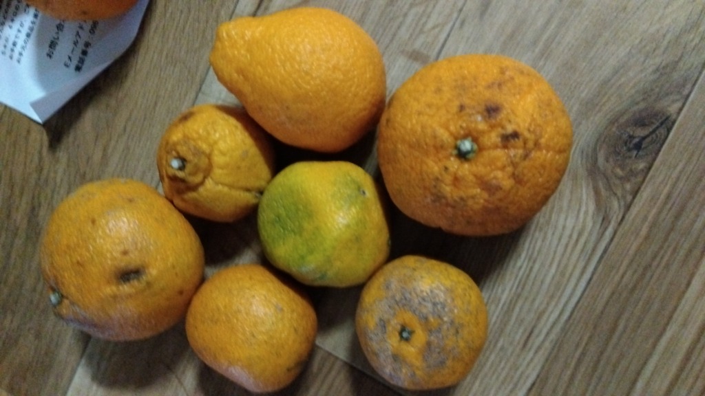 きなり不知火 10kg(箱込み) 不知火 訳あり 箱込10キロ（9kg＋保証分500g）デコポンと