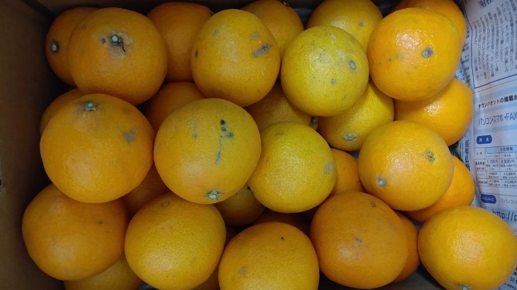 愛果28号 紅まどんなと同品種 あいか みかん 愛媛産 1箱約5kg