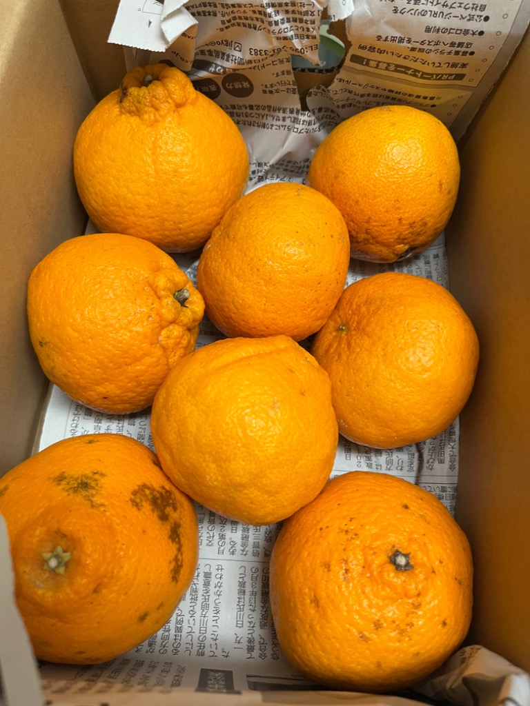 セット】不知火 訳あり デコポンと同品種 1セット1.5kg 熊本産 セット】不知火 訳あり デコポンと同品種 1セット1.5kg 熊本産