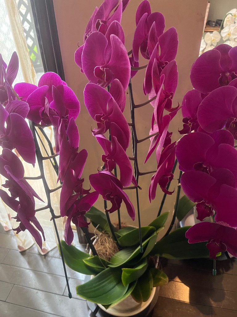 全体のレビュー画像 | 1-0