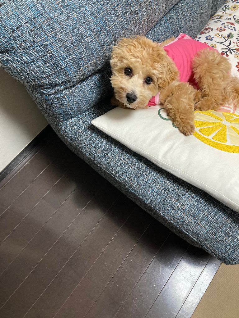 全体のレビュー画像 | 0-0