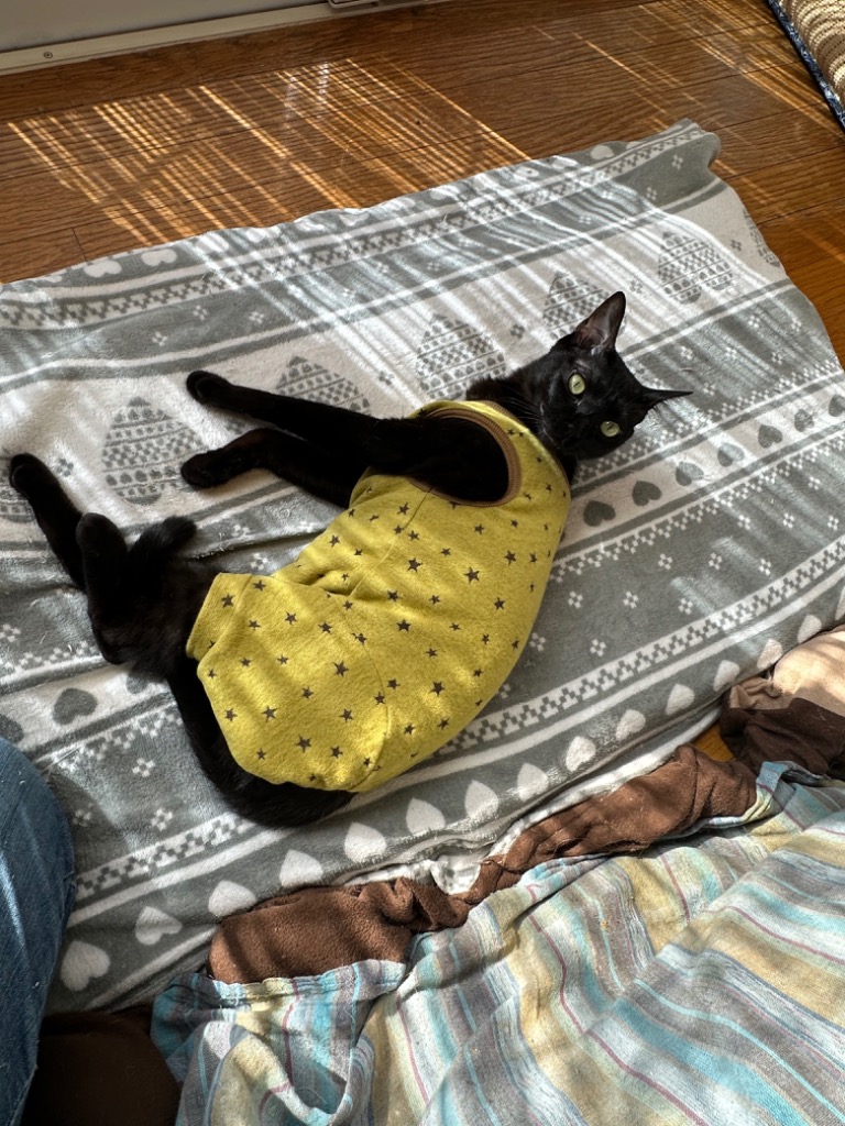 レビュー画像