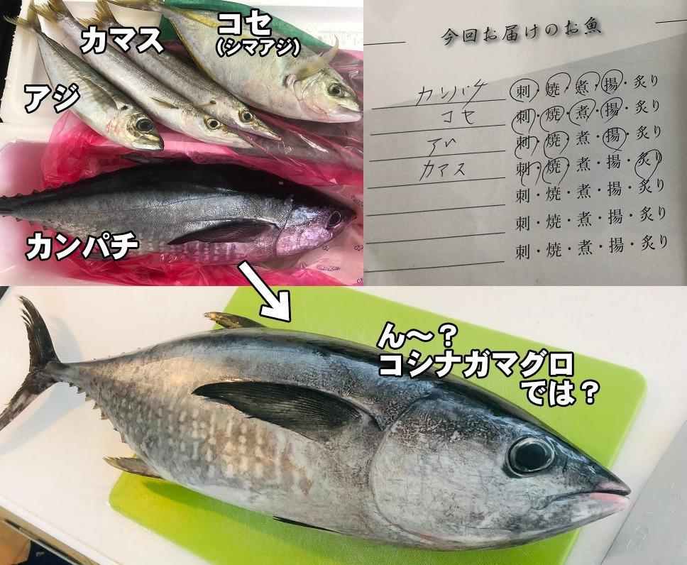 ふるさと納税 魚 鮮魚 ボックス 3-5種類 ( 定期便 で人気の 神経締め の単体鮮魚ボックス ) 鮮度抜群 高知県 須崎市 高知県須崎市  :37076:ふるなび(ふるさと納税) - 通販 - Yahoo!ショッピング