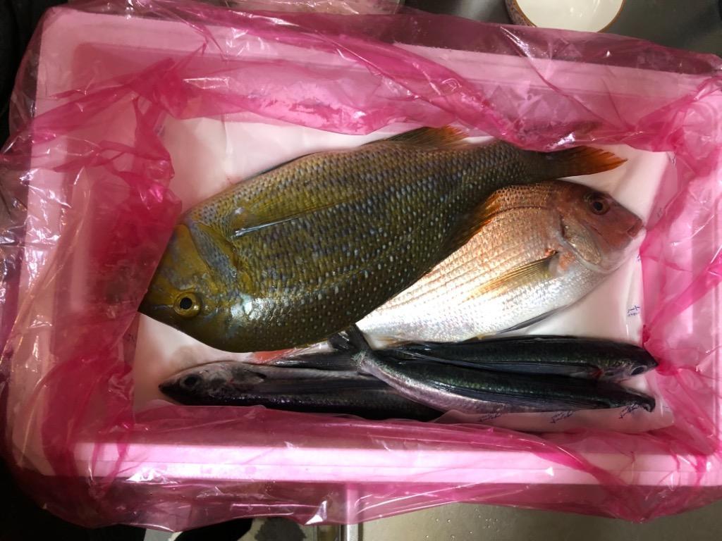 ふるさと納税 魚 鮮魚 ボックス 3-5種類 ( 定期便 で人気の 神経締め の単体鮮魚ボックス ) 鮮度抜群 高知県 須崎市 高知県須崎市  :37076:ふるなび(ふるさと納税) - 通販 - Yahoo!ショッピング