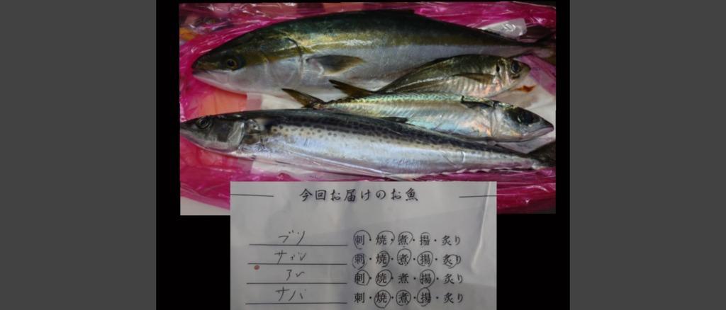 ふるさと納税 魚 鮮魚 ボックス 3-5種類 ( 定期便 で人気の 神経締め の単体鮮魚ボックス ) 鮮度抜群 高知県 須崎市 高知県須崎市  :37076:ふるなび(ふるさと納税) - 通販 - Yahoo!ショッピング