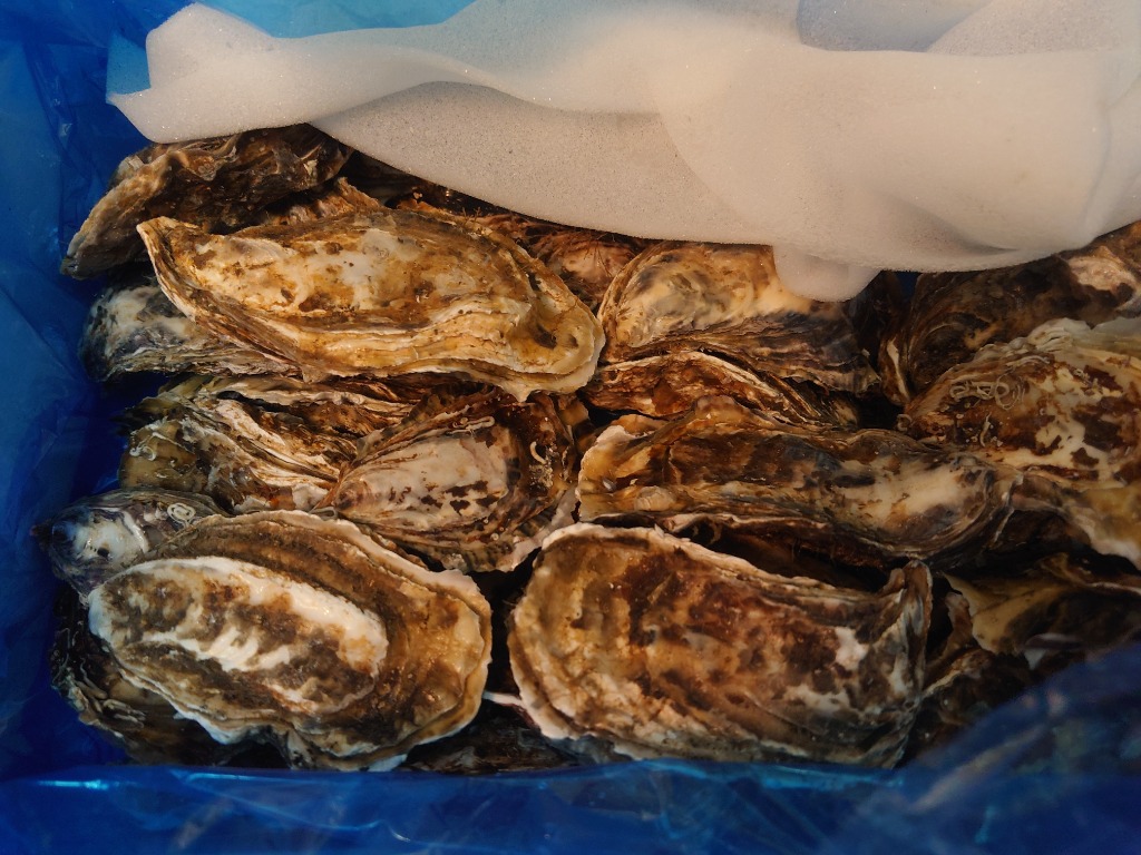 ふるさと納税 訳あり 牡蠣 北海道厚岸産 殻付カキ 約4kg (25から50個