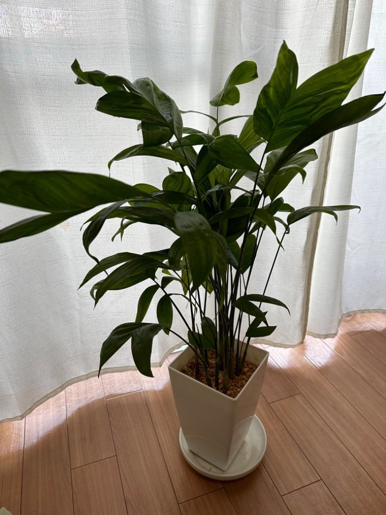 セールSALE☆ ふるさと納税 【B6-007】緑の匠が選んだ観葉植物 素敵な