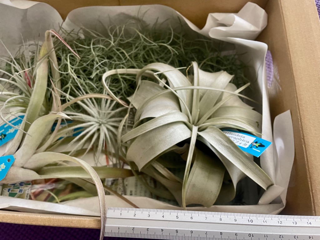 ふるさと納税 三重県 御浜町 エアープランツスペシャルＢＯＸ インテリア エアープランツ 観葉植物 植物 セット