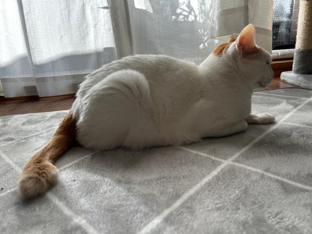 全体のレビュー画像 | 4-0