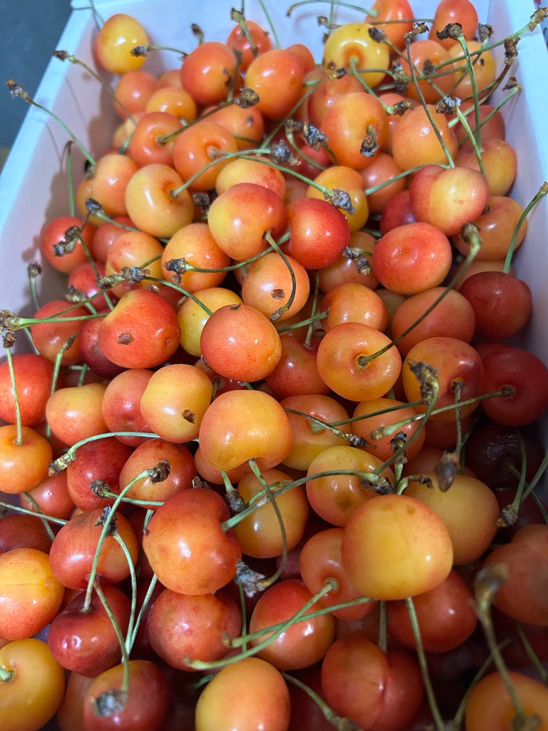 予約】山形県産 ご家庭用 さくらんぼ 紅秀峰 2kg (訳あり/M
