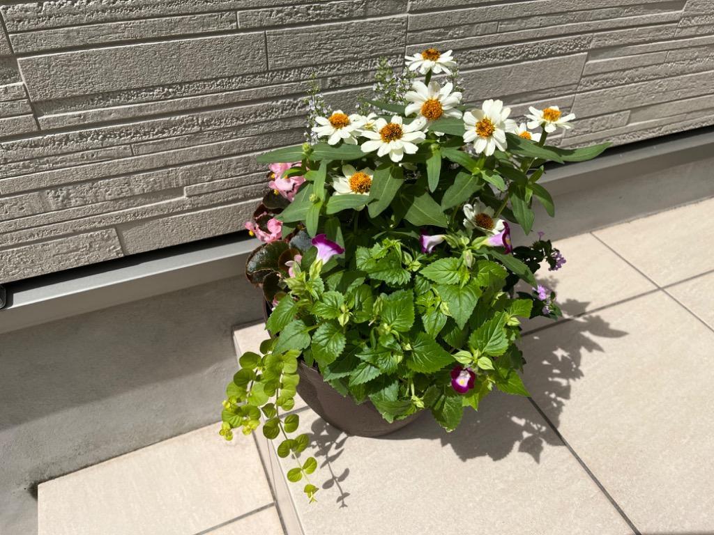 No.342 343　カネタロウ　寄せ植え　花 寄せ植えを始めよう! | ホームセンターバロー