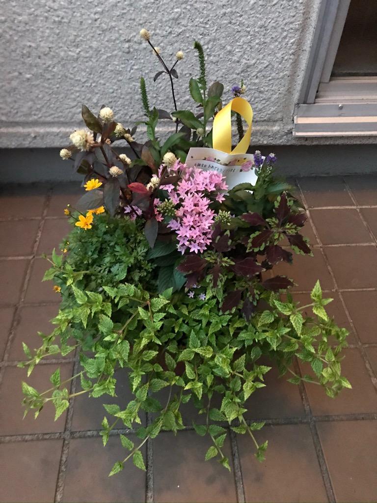 No.342 343　カネタロウ　寄せ植え　花 寄せ植えを始めよう! | ホームセンターバロー