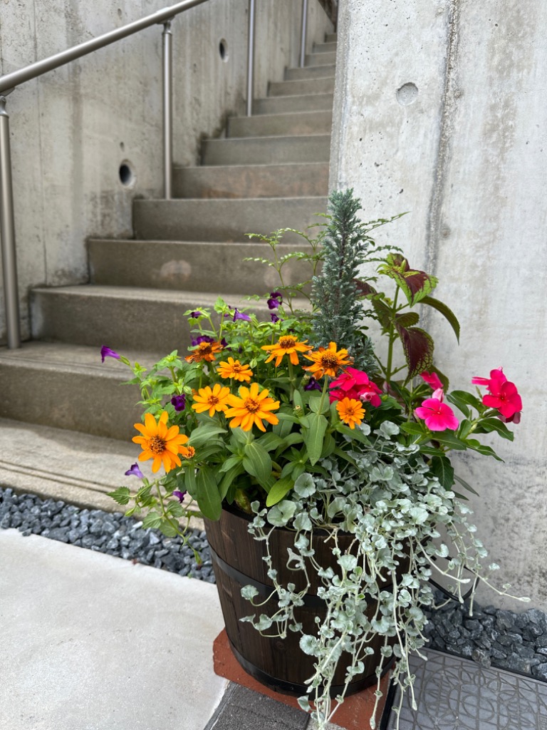 送料無料 寄せ植え 初夏の寄せ植え 夏の寄植え 夏の花 季節の