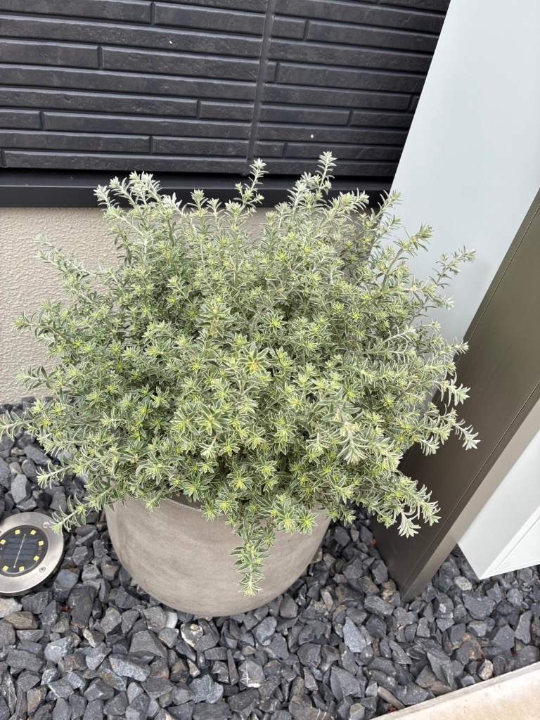 ウエストリンギア 斑入り ウエストリンギアスモーキーホワイト