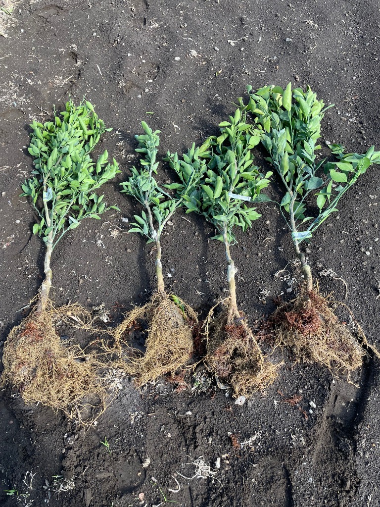 とげ無せとか】 2年生 接木苗(素掘り苗) ※納期指定:発送予定