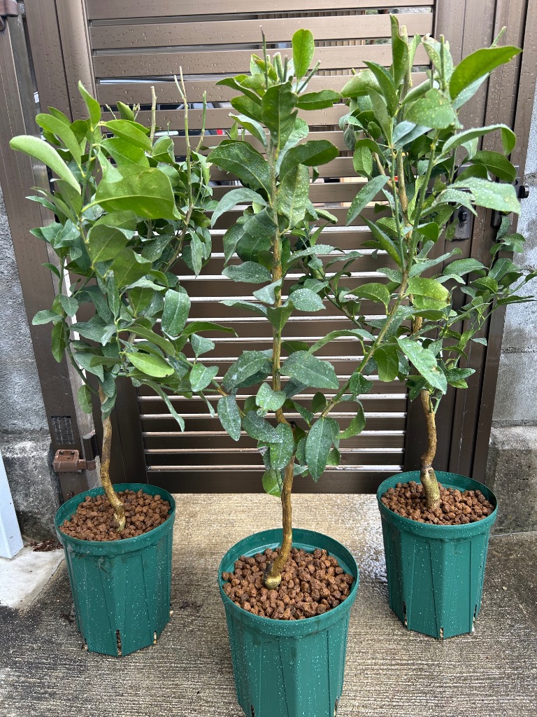 セール・稀少】 パキスタンレモン (香水)接ぎ木2年生苗 （長レモン