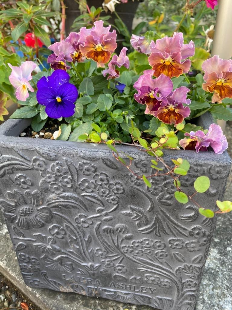 ローラアシュレイ オフィシャル植木鉢 キューブライトBタイプ（サイズ