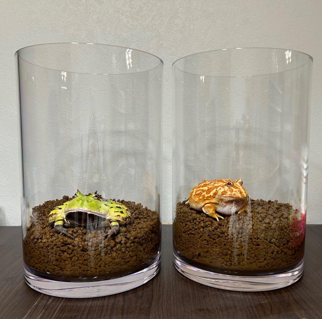 透明植木鉢 クリアポット・シリンダー (直径17.5cm×高さ20cm) (VNS