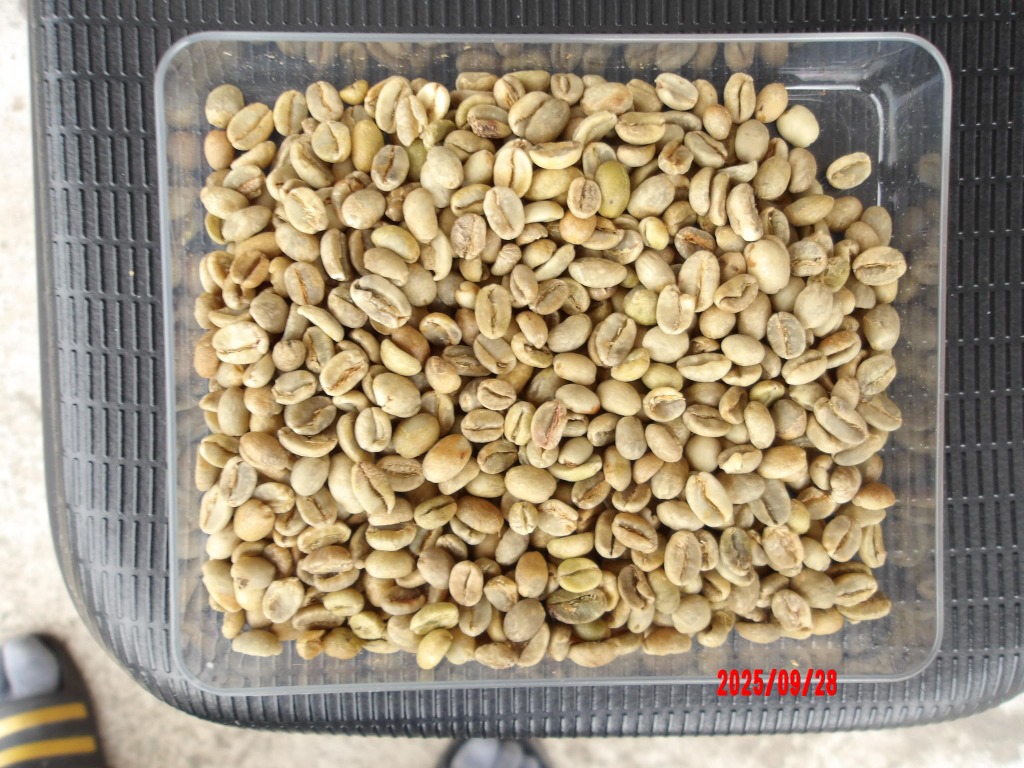 コーヒー 生豆 モカ シダモG-4 エチオピア #012 DripTrip 1kg 2kg 5kg