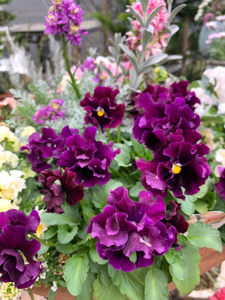 パンジー 苗 ローヴ・ドゥ・アントワネット MIX 4苗セット 八重咲き