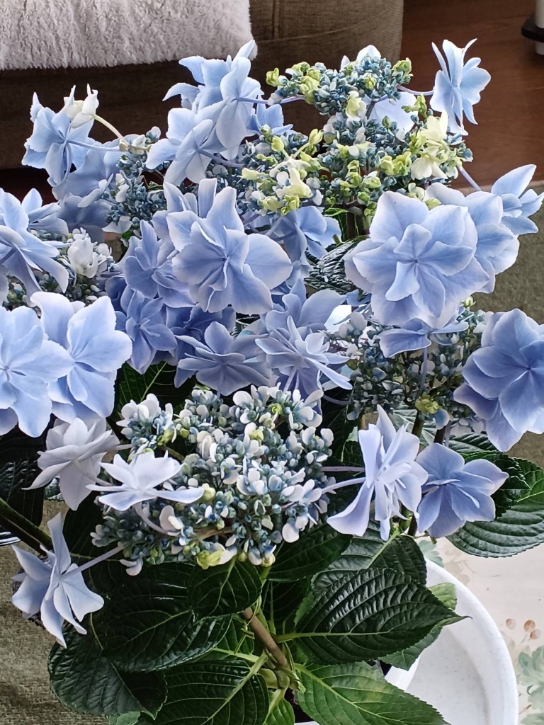 紫陽花　美品 秋葉区産】紫陽花（品種：アズライト）※数量限定※ | 新潟ごっつ