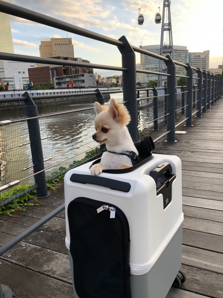 PETiCO PET CARRY ペットキャリーiCO ジッパータイプ Mサイズ