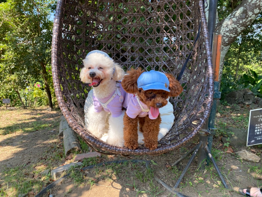 Buddy Belt/バディベルト・ハーネス/ホワイトキャップ/スワロフスキー