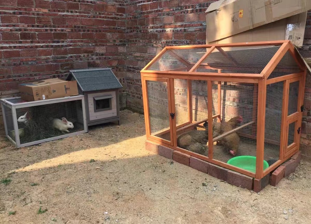 新品未使用大型 犬屋 猫 ペット ウサギ ニワトリ屋 アヒル 鳥かご あひる小屋 オウム 養殖 飼育 室内外 逃げ出防止 :  p211233885619 : ゴーゴーマックス - 通販 - Yahoo!ショッピング