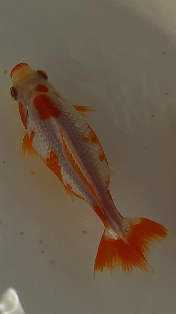 沈降性(沈下性)日清丸紅飼料おとひめEP8(8.0〜6.8mm)900g小分け 沈降性(沈下性)日清丸紅飼料おとひめEP8(8.0〜6.8mm)900g小分け