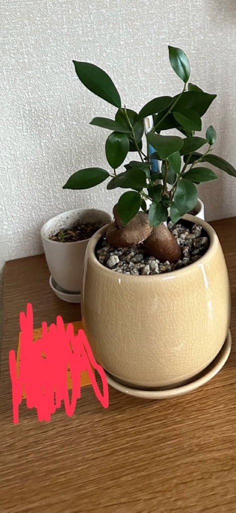 9件目のレビュー画像 | 0