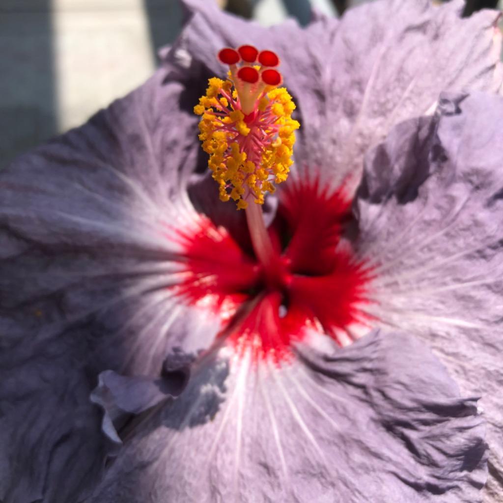 ハイビスカス デニムブルー 5号鉢 熱帯花木 :hibiscus1:グリーンプラザ 