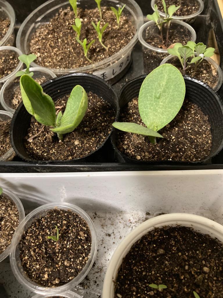 カボチャ種 味平 みかど協和のカボチャ品種です。 種のことならお任せ