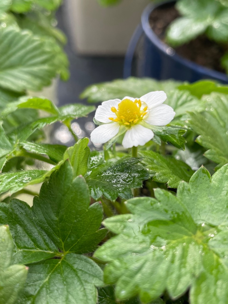 サカタのタネ 花の種 ワイルドストロベリー(四季なりイチゴ) 約