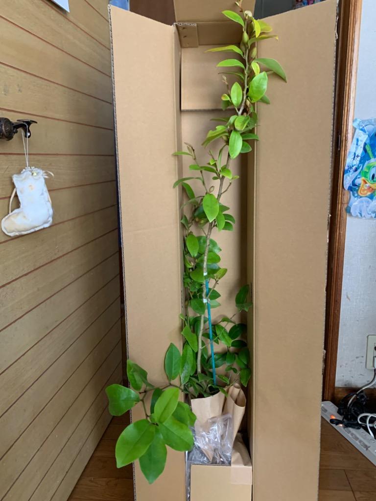 日本に カラタネオガタマ 0.8m15cmポット 1本 1年間枯れ保証 春に花が咲く木 nzcamping.com