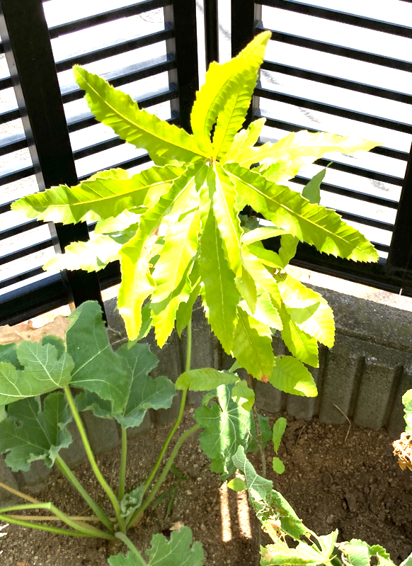 1件目のレビュー画像 | 0