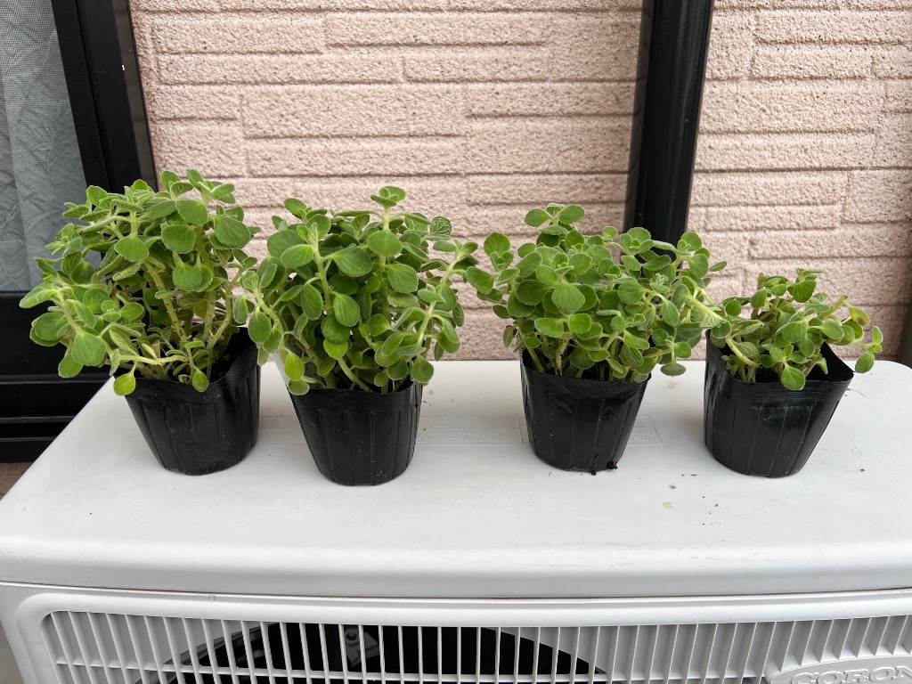 ハーブ苗 アロマティカス 3号ポット苗 4個 セット 多肉植物 ミント