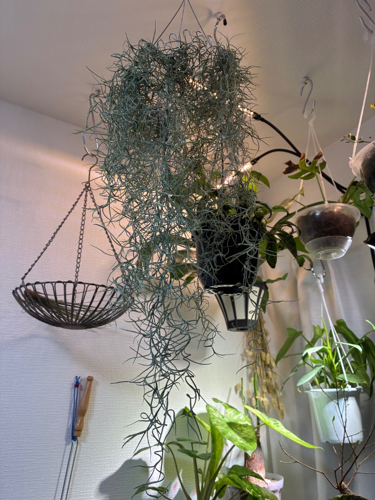 ②スパニッシュモス　ウスネオイデス　チランジア　観葉植物　吊り下げ　エアプランツ エアプランツ スパニッシュモス 2束 Tillandsia usneoides Spanish