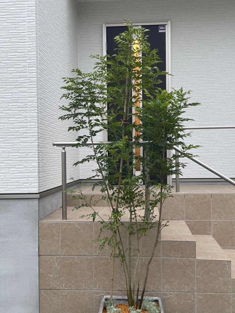 現品発送 シマトネリコ 株立ち 樹高2.0-2.2m(根鉢含まず) 苗木