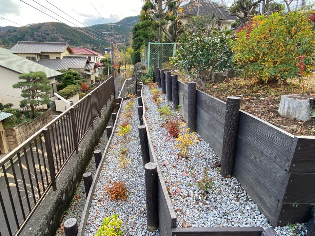 5本セット ドウダンツツジ 白花 6号ポット 樹高60cm前後(鉢底から