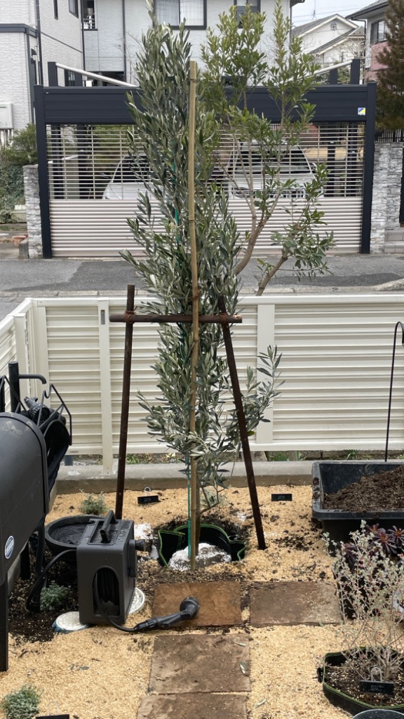 現品発送 オリーブの木 チプレシーノ 樹高2.0-2.2m(根鉢含まず