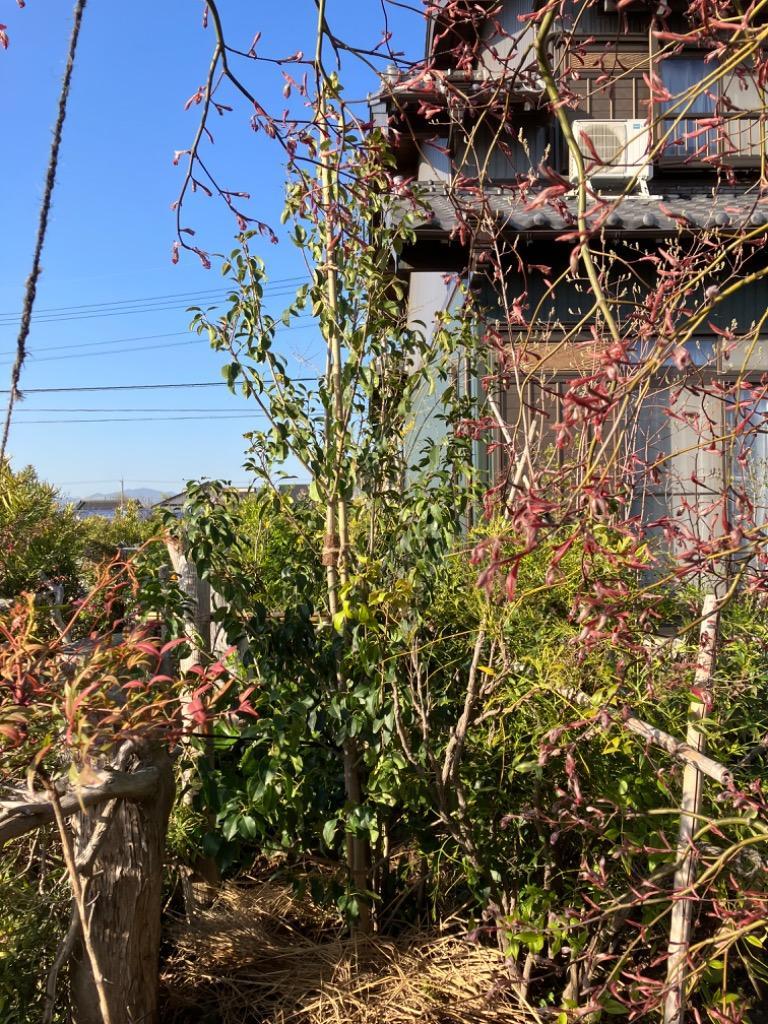 ◆ソヨゴ◆常緑樹◆複数株立◆雌株◆根巻◆② ◇ソヨゴ◇常緑樹◇複数株立◇根巻◇雌株◇ 苗木・