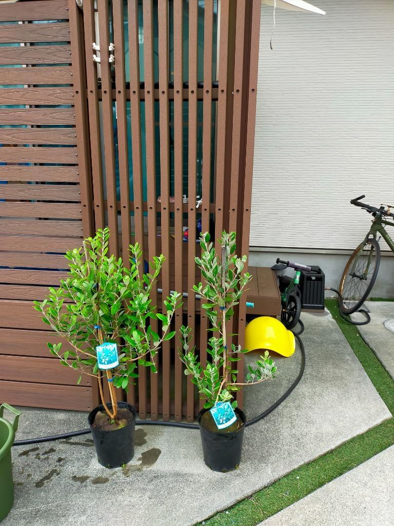 7-4【フェイジョア】樹高約80cm【送料込み】 楽天市場】現品発送 フェイジョア 樹高1.9m（根鉢含まず）36