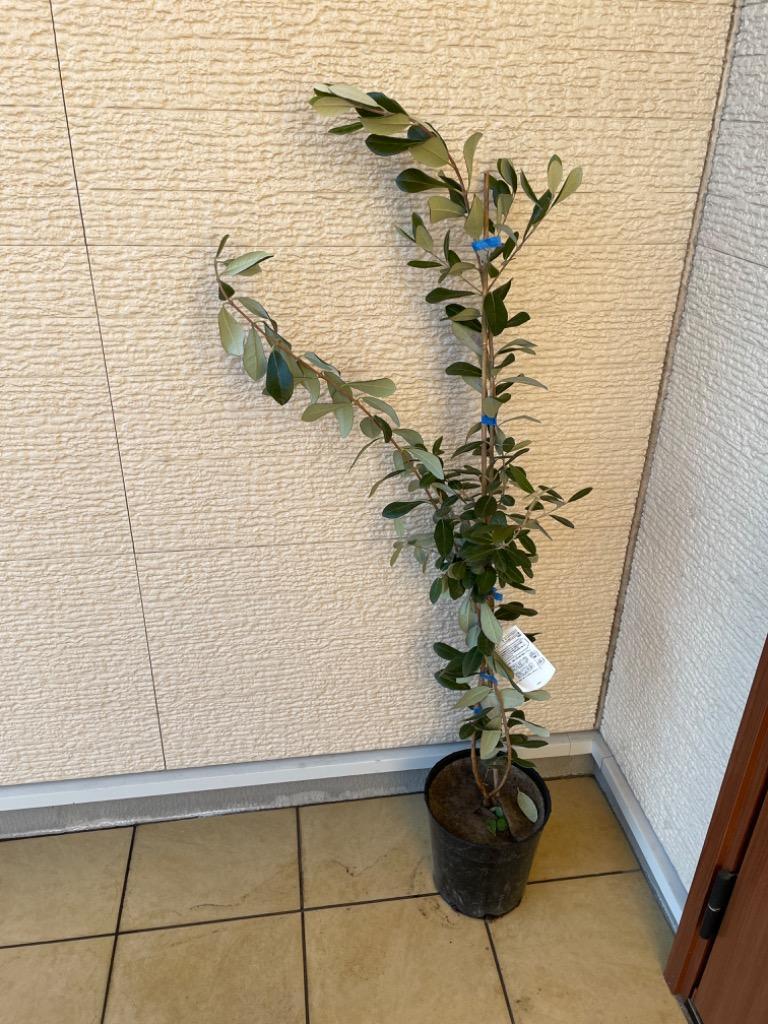 7-4【フェイジョア】樹高約80cm【送料込み】 楽天市場】現品発送 フェイジョア 樹高1.9m（根鉢含まず）36