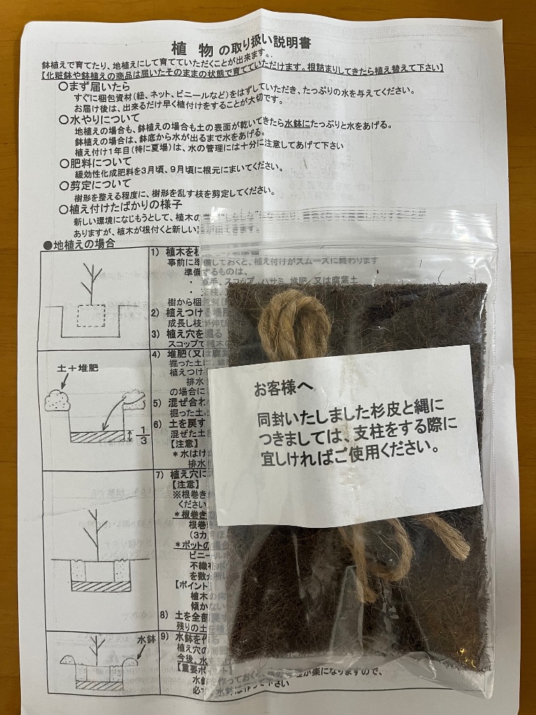 優良 フェイジョア一本立ち1.7M(鉢底から)品番E 楽天市場】フェイジョア 鉢植えの通販